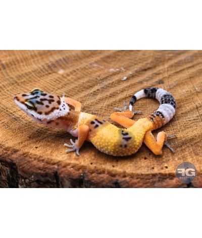 Eublepharis macularius Hypo Non sexé