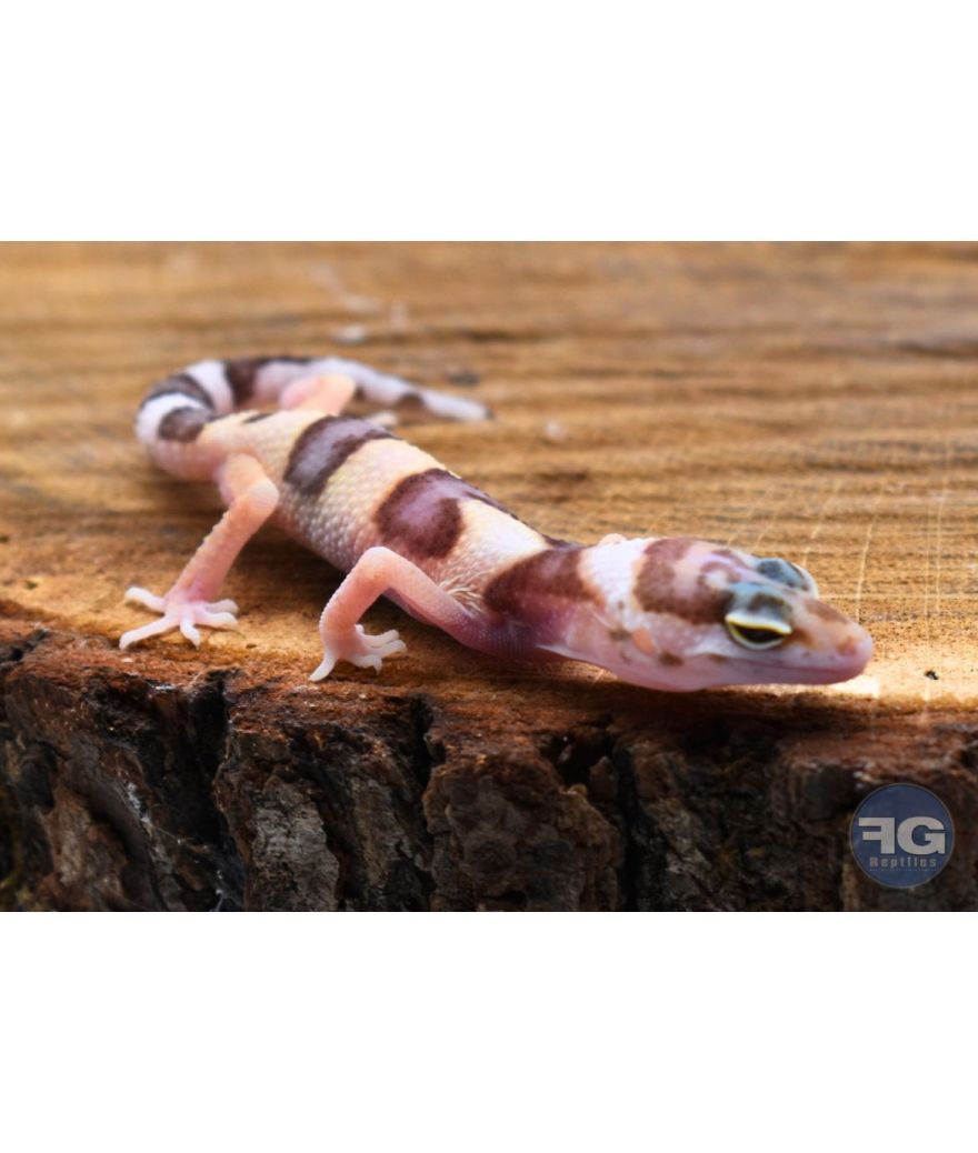 Eublepharis macularius Mack Snow Tremper Non sexé