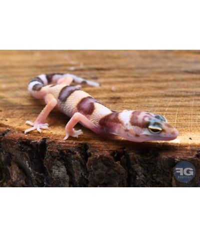Eublepharis macularius Mack Snow Tremper Non sexé