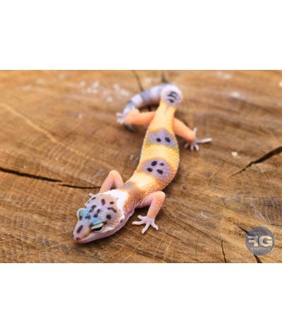 Eublepharis macularius Hypo Non sexé