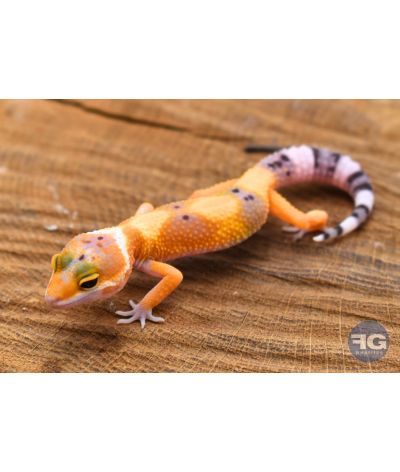 Eublepharis macularius Hypo Tangerine Non sexé