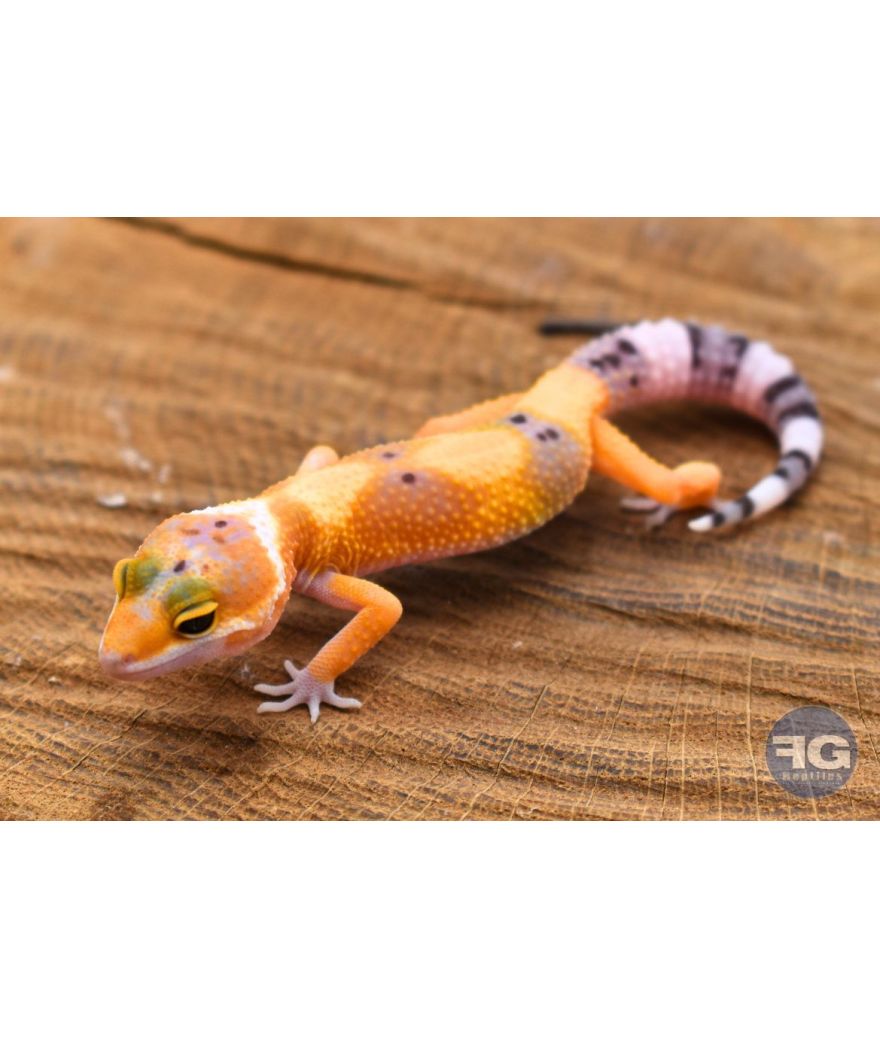 Eublepharis macularius Hypo Tangerine Non sexé