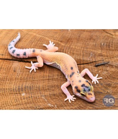 Eublepharis macularius Tangerine Non sexé