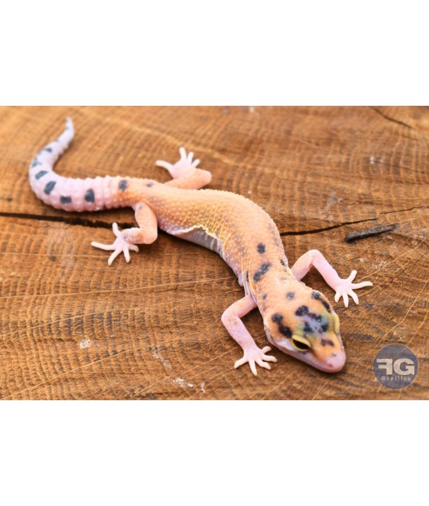 Eublepharis macularius Tangerine Non sexé