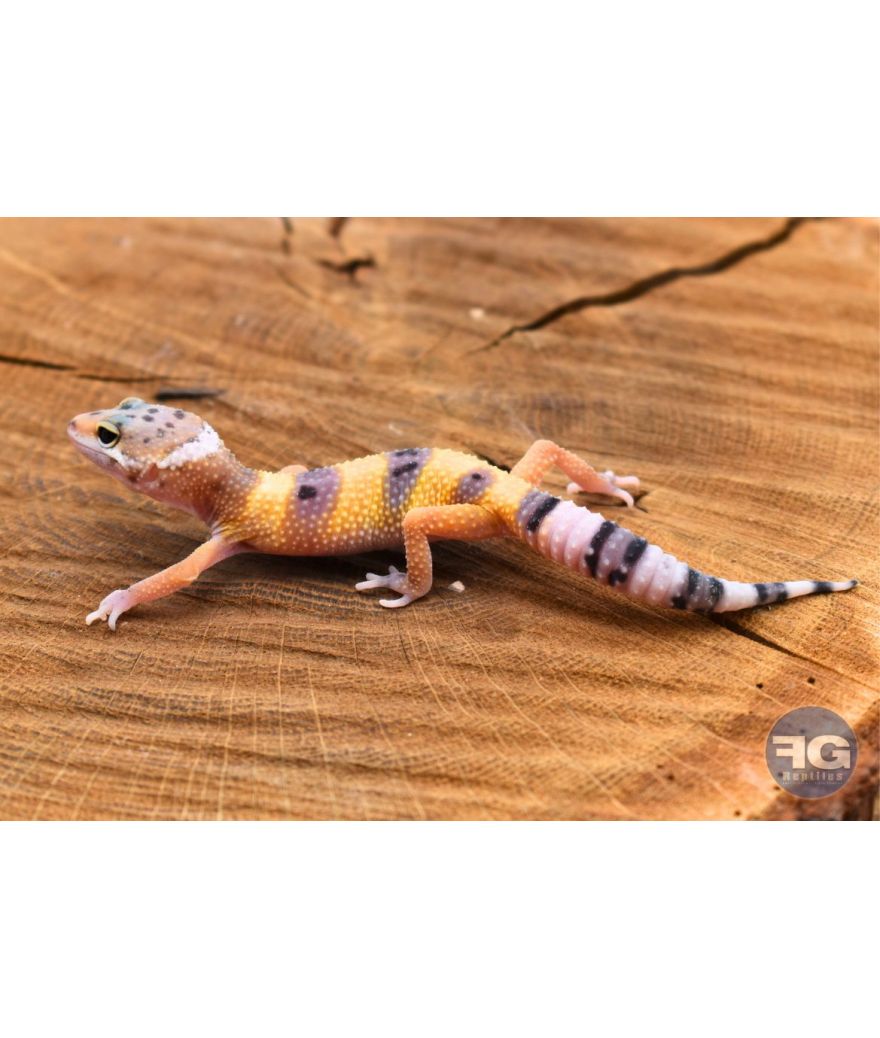 Eublepharis macularius Hypo Non sexé