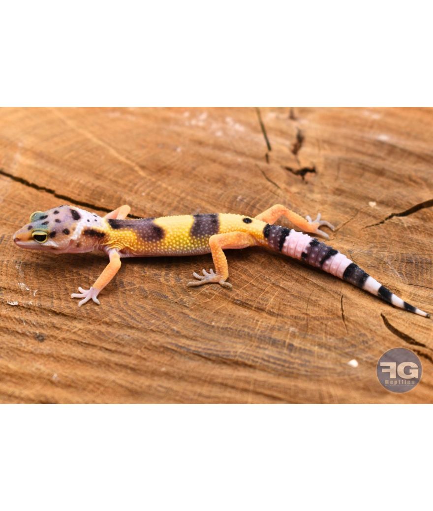 Eublepharis macularius High Yellow Non sexé