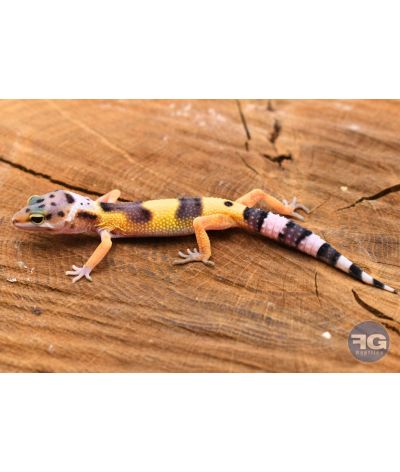 Eublepharis macularius High Yellow Non sexé