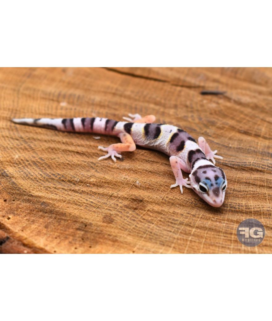 Eublepharis macularius Mack Snow Non sexé