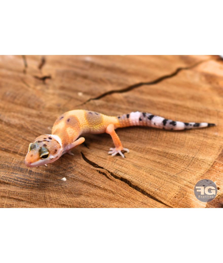 Eublepharis macularius Hypo Tangerine Non sexé