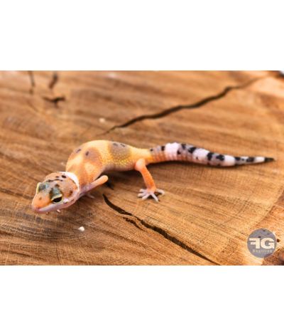 Eublepharis macularius Hypo Tangerine Non sexé