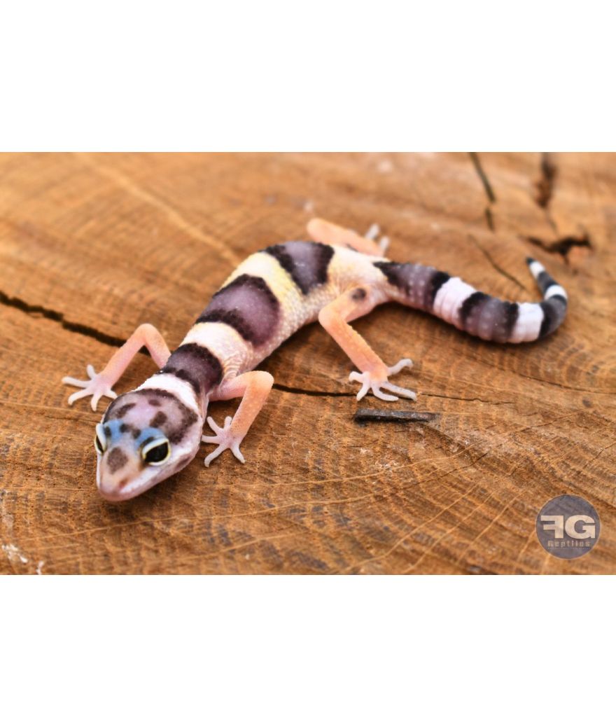 Eublepharis macularius Mack Snow Non sexé