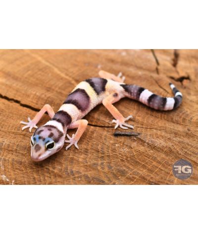 Eublepharis macularius Mack Snow Non sexé