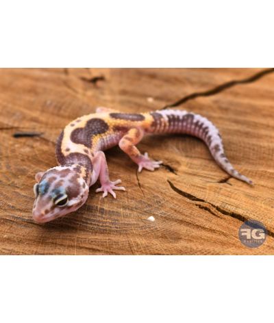 Eublepharis macularius Mack Snow Tremper Non sexé
