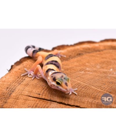 Eublepharis macularius High Yellow Non sexé