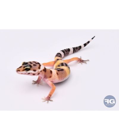 Eublepharis macularius High Yellow Non sexé