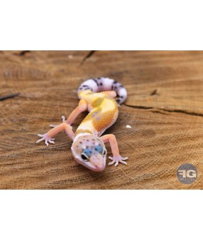 Eublepharis macularius Hypo Non sexé