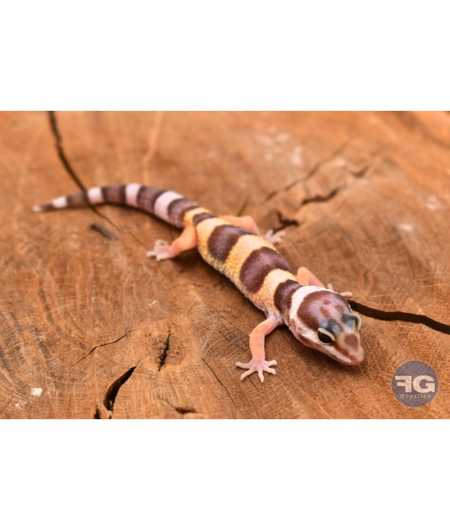 Eublepharis macularius Tremper Non sexé