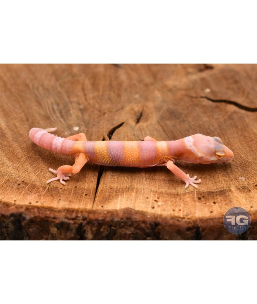 Eublepharis macularius Bell Albinos Non sexé