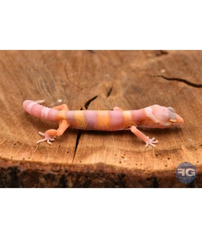 Eublepharis macularius Bell Albinos Non sexé