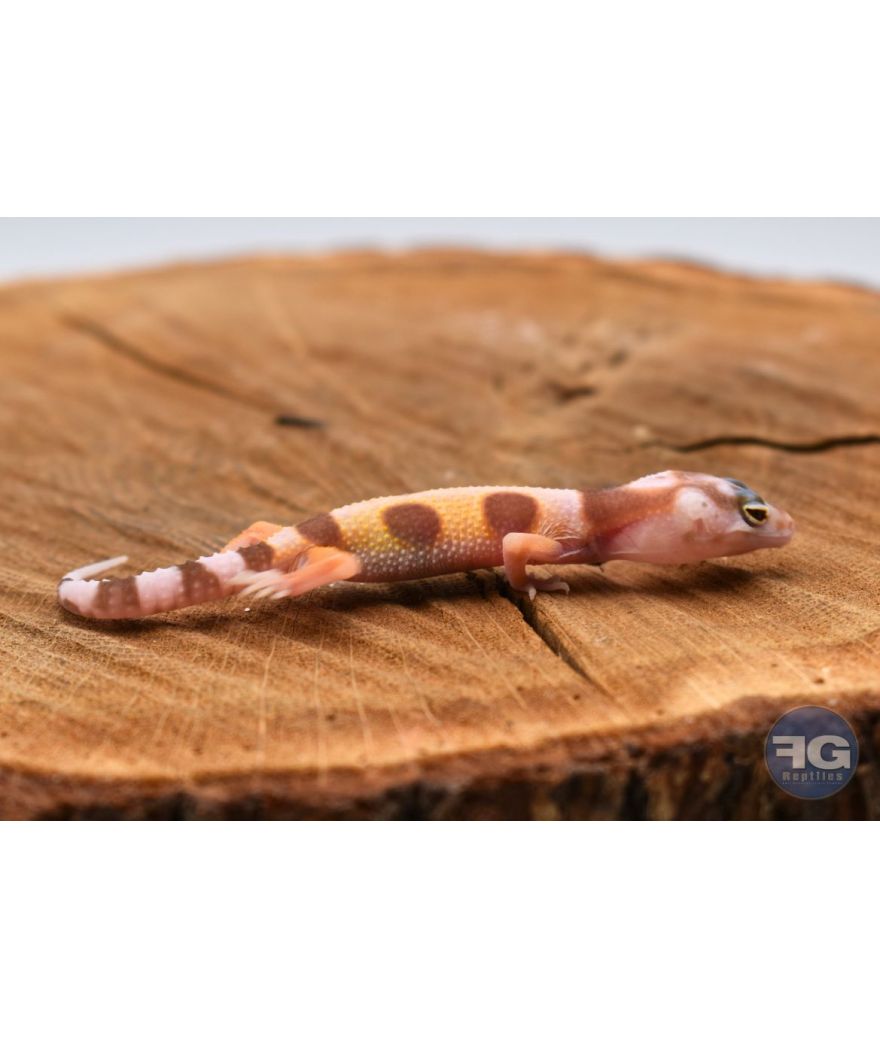 Eublepharis macularius W&Y Tremper Non sexé