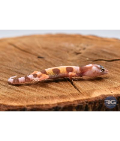 Eublepharis macularius W&Y Tremper Non sexé