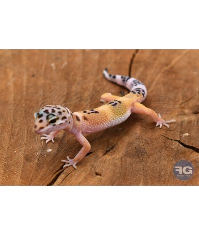 Eublepharis macularius Hypo Non sexé