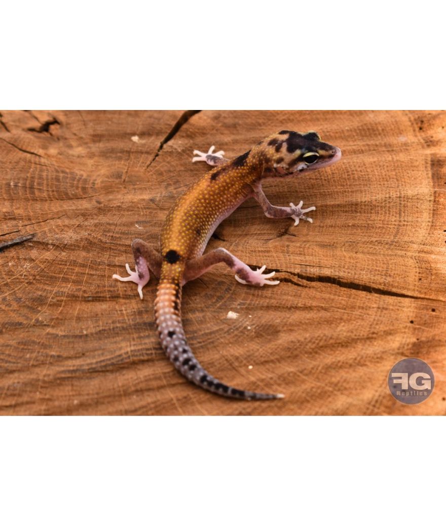 Eublepharis macularius Eclipse Non sexé