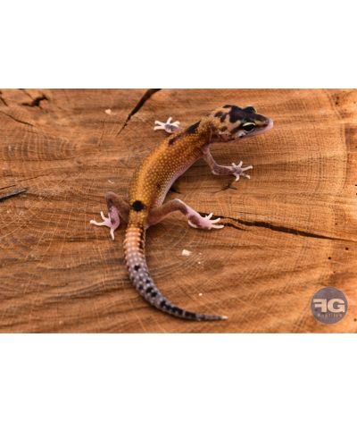 Eublepharis macularius Eclipse Non sexé