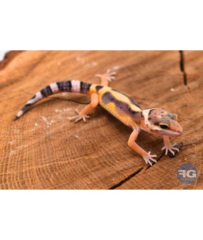 Eublepharis macularius Designer Non sexé