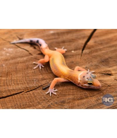 Eublepharis macularius Tangerine Designer Non sexé