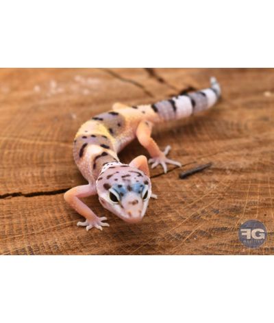 Eublepharis macularius Mack Snow Non sexé