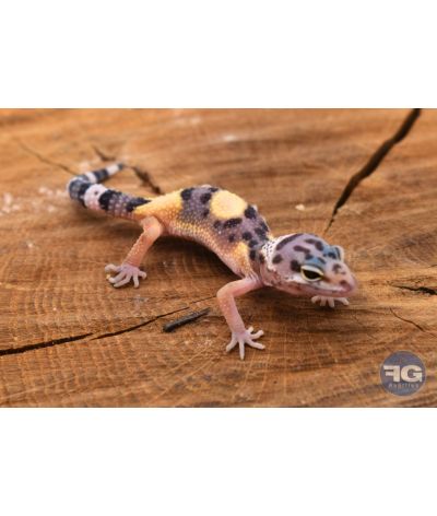 Eublepharis macularius Mack Snow Non sexé