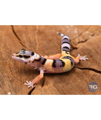 Eublepharis macularius Bandit Line Non sexé