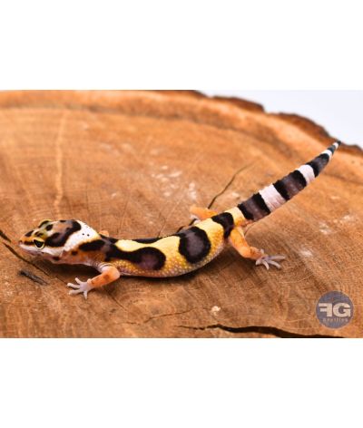 Eublepharis macularius Bandit Line Non sexé