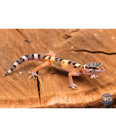 Eublepharis macularius High Yellow Non sexé