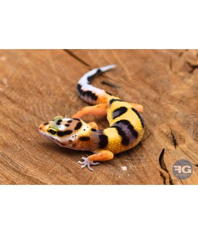 Eublepharis macularius Bandit Line Non sexé