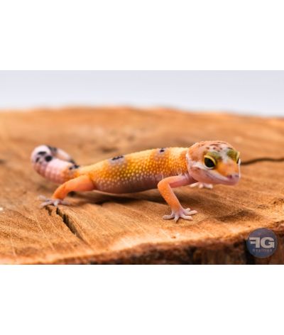 Eublepharis macularius Hypo Tangerine Non sexé