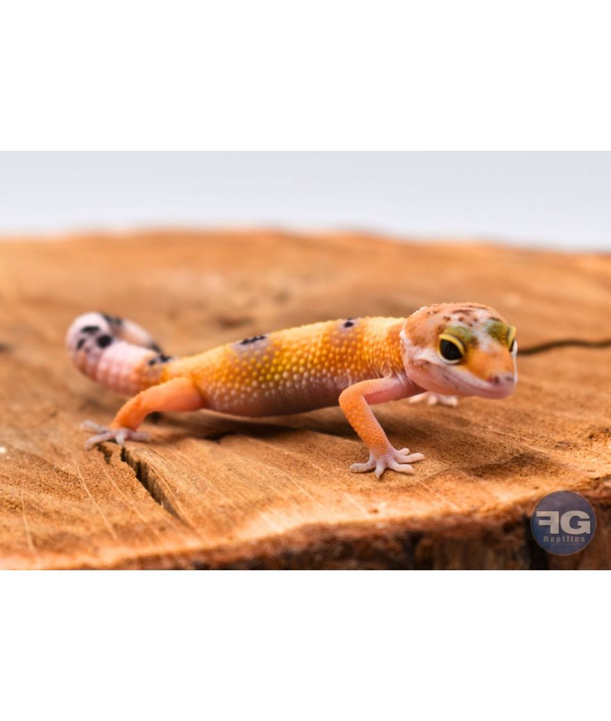 Eublepharis macularius Hypo Tangerine Non sexé