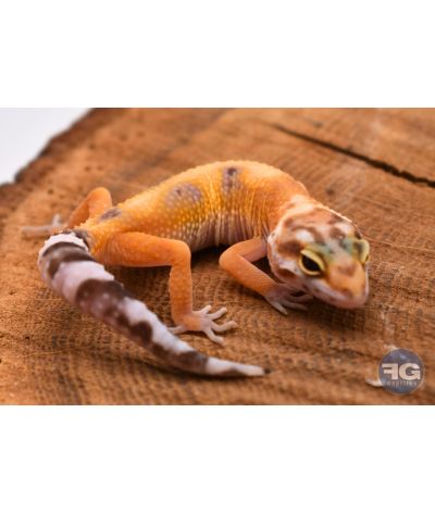 Eublepharis macularius Designer Non sexé