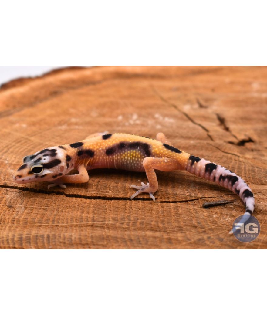 Eublepharis macularius Designer Non sexé