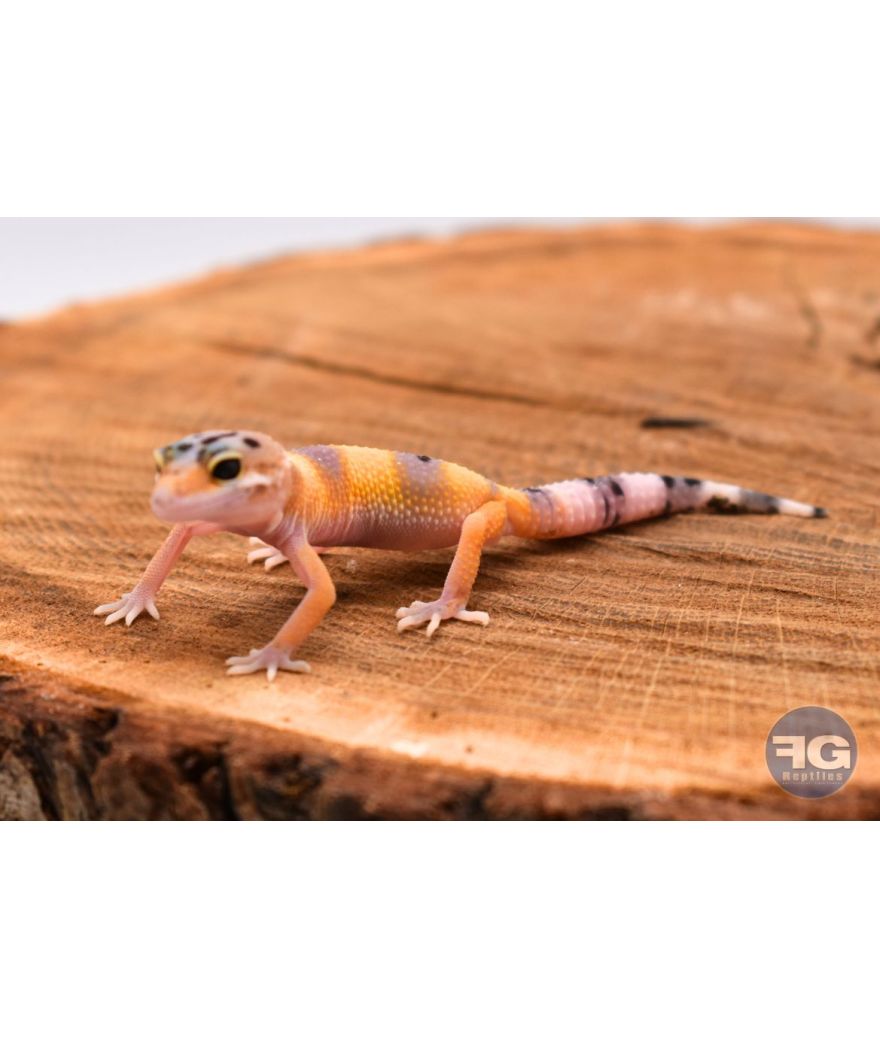 Eublepharis macularius Hypo Non sexé