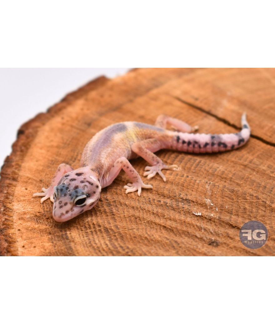 Eublepharis macularius Designer Non sexé