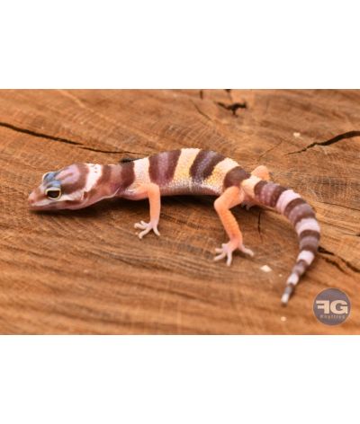 Eublepharis macularius Mack Snow Tremper Non sexé