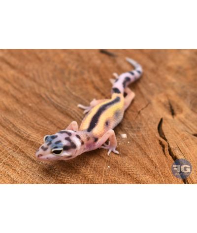 Eublepharis macularius Designer Non sexé