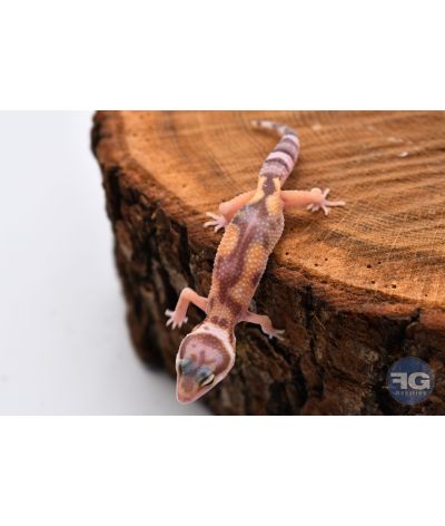Eublepharis macularius Tremper Designer Non sexé