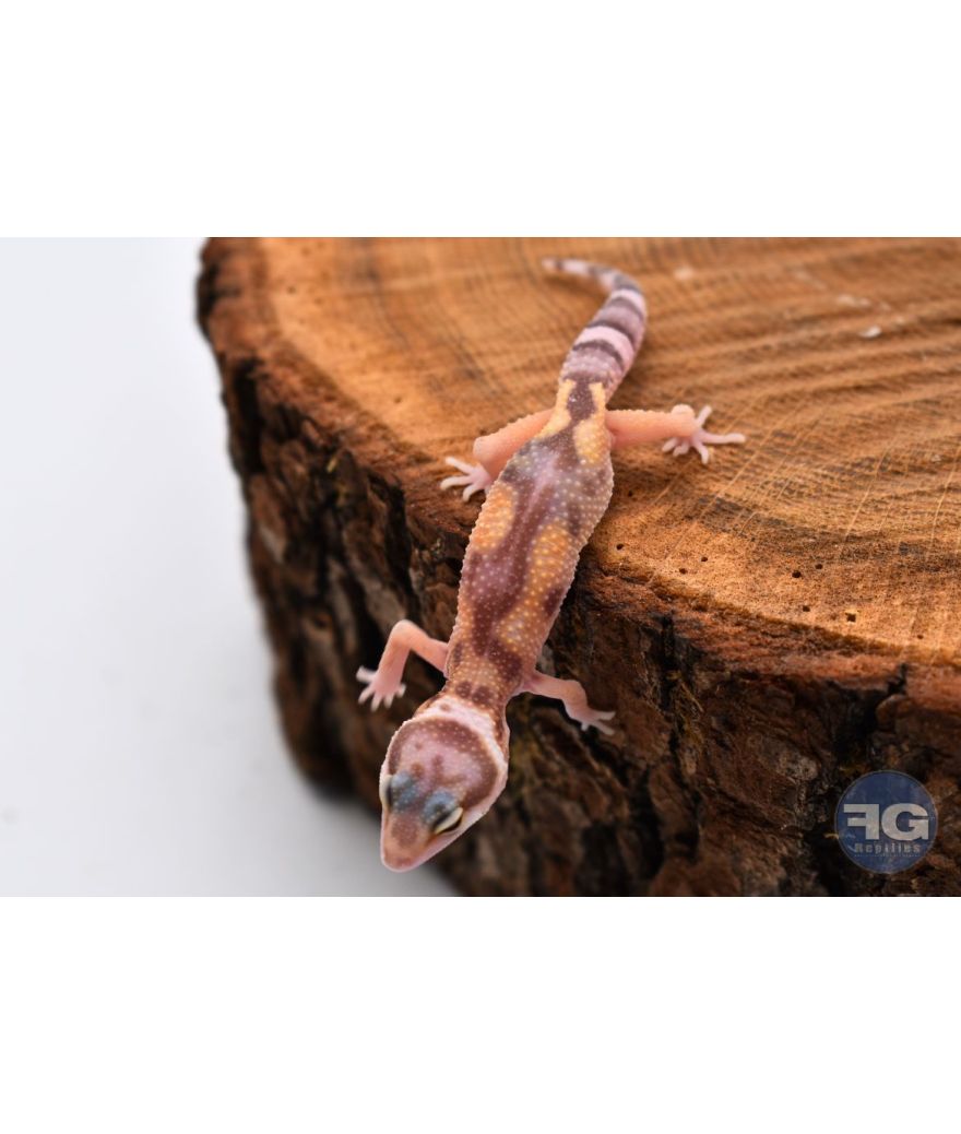 Eublepharis macularius Tremper Designer Non sexé