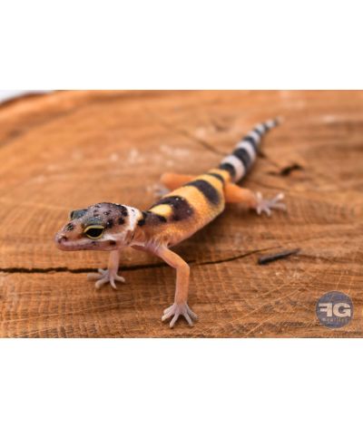 Eublepharis macularius Classique Non sexé