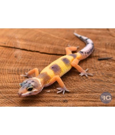 Eublepharis macularius Hypo Tangerine Non sexé