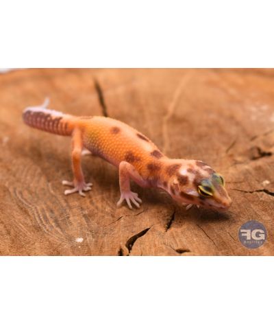 Eublepharis macularius Tangerine Tremper Designer Non sexé