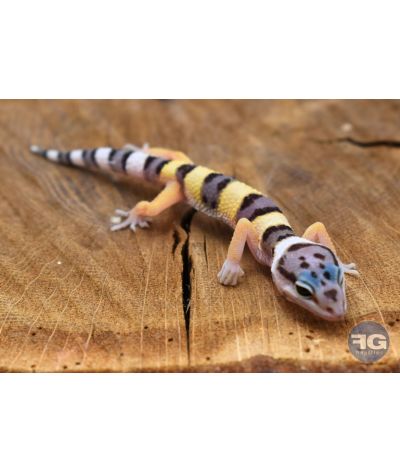 Eublepharis macularius Bandit Line Non sexé